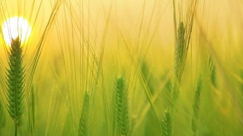 hazy sunset through grass at Jesus-abc.net